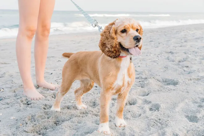 A tan and white Cocker Spaniel on a leash stands on sandy beach near the ocean, with a person’s bare legs visible beside the dog. The dog looks happy with its tongue out.
