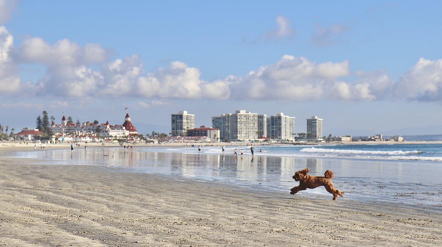 A brown dog joyfully runs on a sandy beach near the shoreline, with people, ocean waves, and tall buildings in the background under a partly cloudy sky.